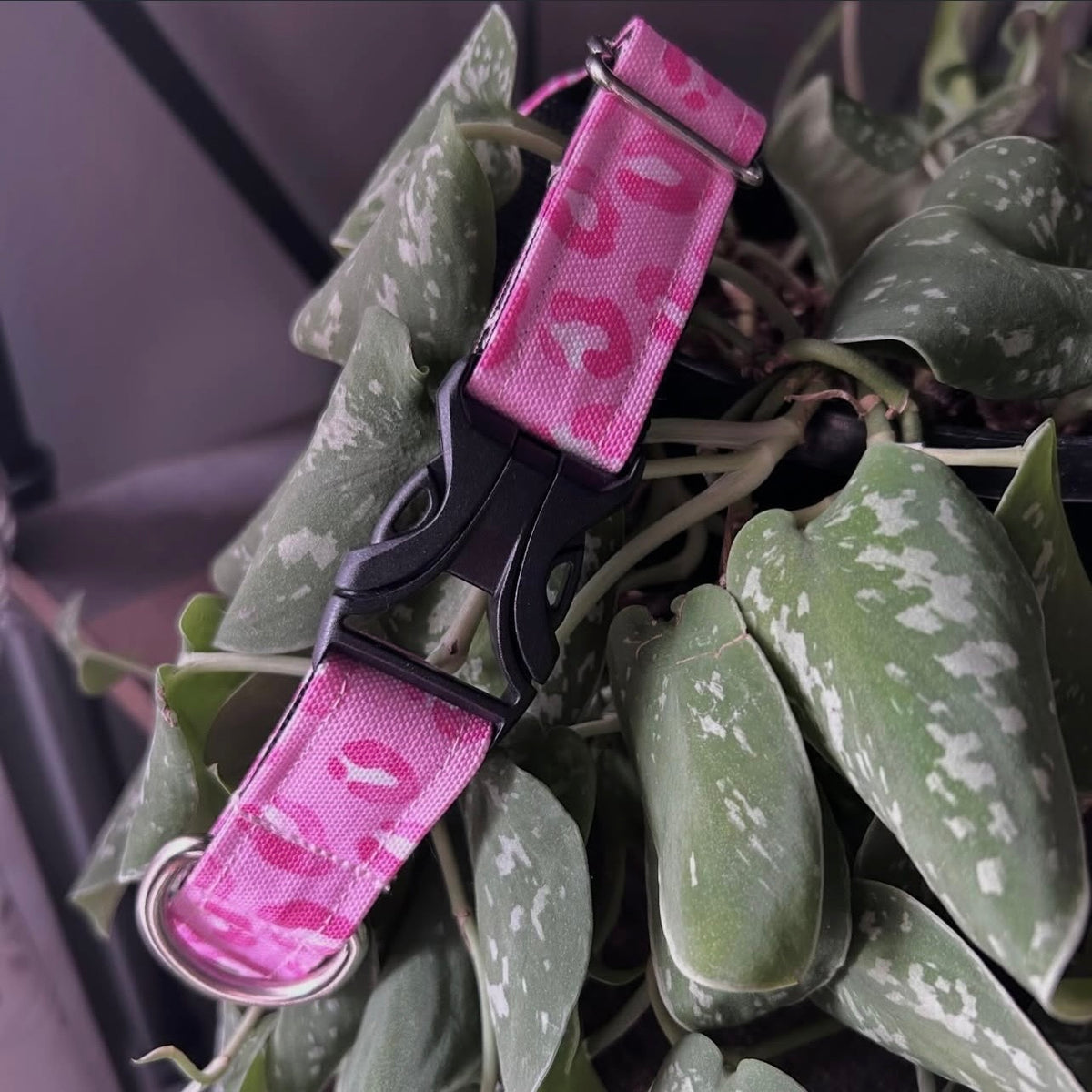 Fierce Leopard Eco-Canvas Collar